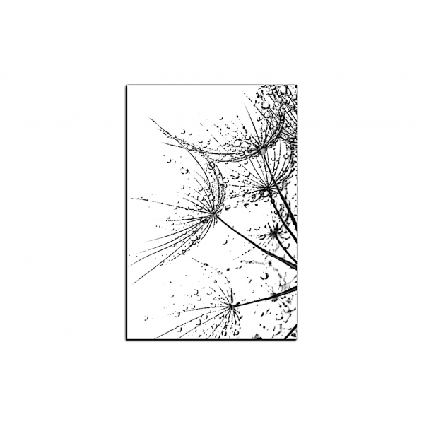 Obraz na plátně - Pampelišková semínka s kapkami vody - obdélník
